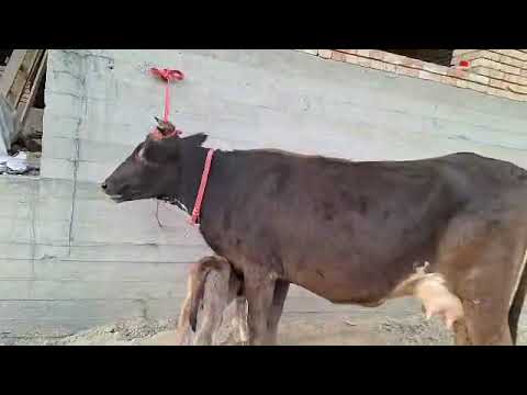 Видео: Карпати оригинал аз фермаи Авзалшо дер намонен бо нархи дастрас тл 929115392