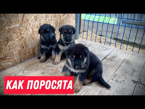 Видео: КАК ЩЕНКИ КУШАЮТ ПЕРВЫЙ РАЗ