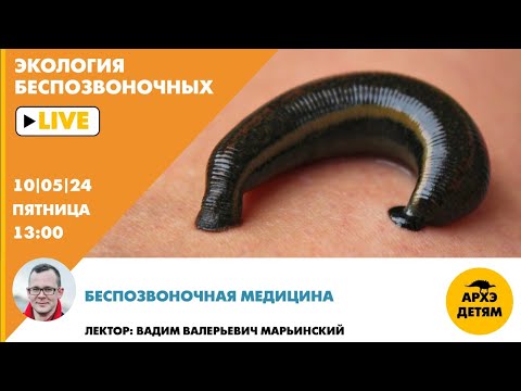 Видео: Занятие "Беспозвоночная медицина"  рубрики "Неурочные беспозвоночные" с Вадимом Марьинским