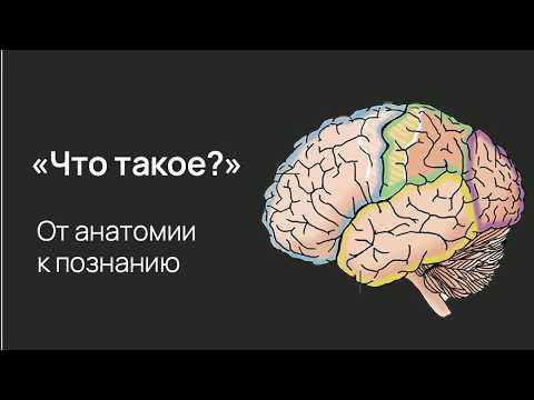 Видео: Нейробиология любопытства