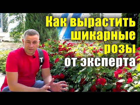 Видео: Как вырастить шикарные розы? Все секреты от посадки до цветения. Не растут розы, что делать?