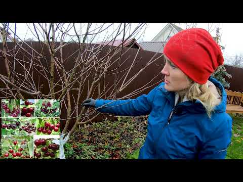 Видео: Обрезка Вишни Осенью