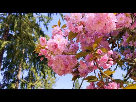 Видео: Прогулка по весеннему парку в котором можно насладиться цветением деревьев и пением птиц.