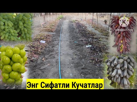 Видео: Сотувни Бошладик Аватар,Ломбарджини,Хелловен,Маникур Фингер Узумлари.