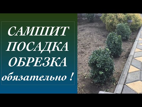 Видео: САМШИТ ПОСАДКА ОБРАБОТКА СТРИЖКА