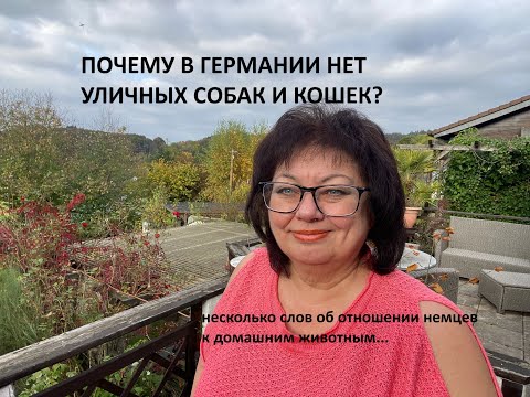 Видео: Как в Германии относятся к домашним животным? Тут нет уличных собак и кошек. Как этого добились?