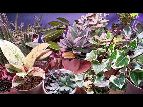 Видео: ОБЗОР Суккулентов с названиями🌵Первая полка стеллажа