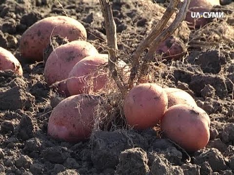 Видео: Шість соток (Вирощування картоплі)