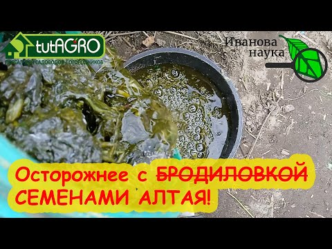 Видео: КРАСНЫМ СТЕРЖНЕМ. Осторожно с советами канала СЕМЕНА АЛТАЯ! Не все то БРОДИЛОВКА, что ВОНИТ!