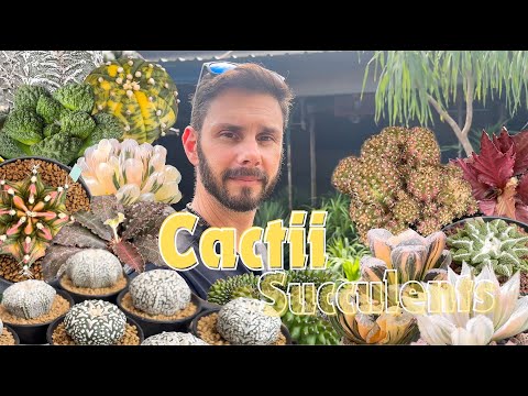 Видео: Тысячи великолепных кактусов-суккулентов, подробно изучённых! Редкие модные мутировавшие пестрые ...