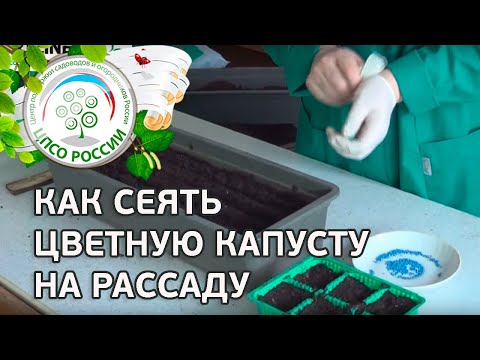 Видео: Как сеять цветную капусту на рассаду. Как подготовить почву к посеву рассады капусты.