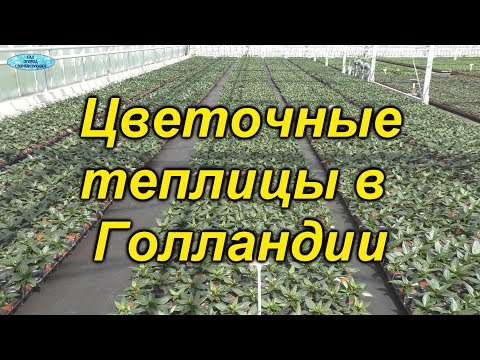 Видео: Цветочные теплицы Голландии - у них есть чему поучиться!!!