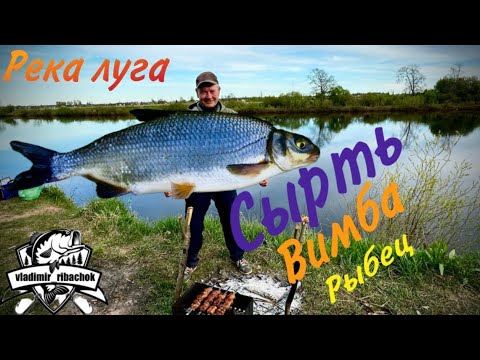 Видео: Вимба, Рыбец, Сырть и отличная рыбалка на реке Луга. Кингисепп. #рыбалка #лето #