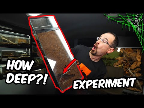 Видео: Насколько глубоко может копать тарантул?!?! Эксперимент!