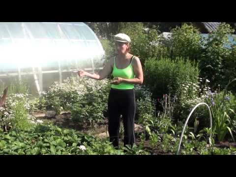 Видео: Ковровый метод посадки виктории.  Плюсы и минусы. Уход. Сайт sadovymir.ru