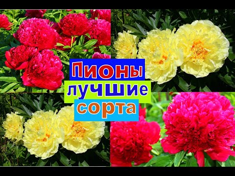 Видео: ПИОНЫ ЛУЧШИЕ СОРТА