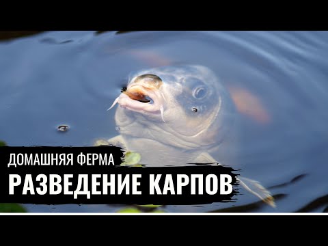 Видео: Домашняя ферма. Карпы