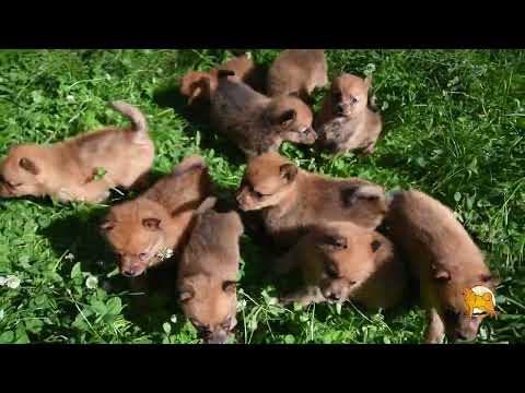 Видео: Щенки карело-финской лайки в июне 2024 :: Puppies of Finnish Spitz in June 2024