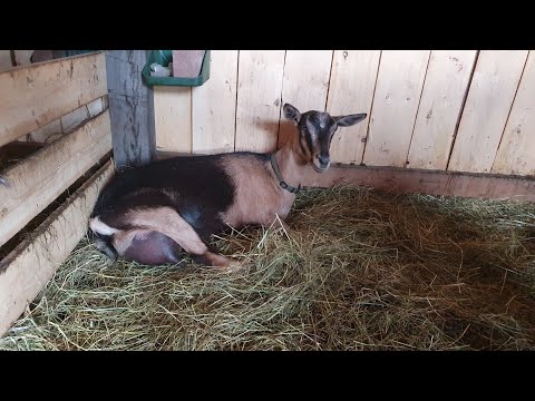 Видео: Очередная порция МИФОВ В КОЗОВОДСТВЕ