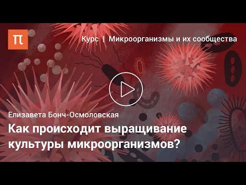 Видео: Культивирование микробов — Елизавета Бонч-Осмоловская