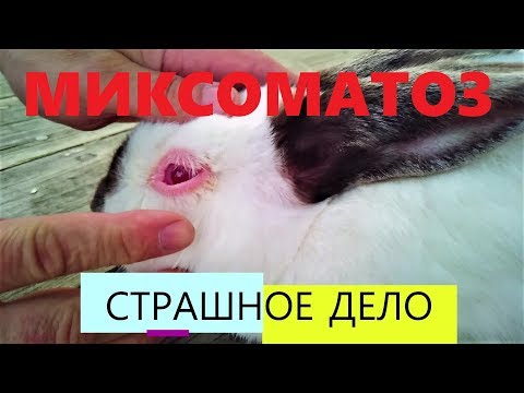Видео: МИКСОМАТОЗ страшное дело % Стоит ли разводить КРОЛИКОВ