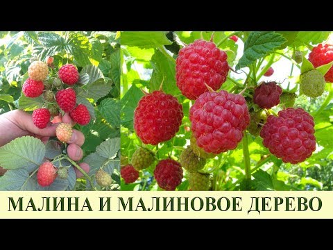 Видео: МАЛИНА, ВСЕ СЕКРЕТЫ, УХОД, ПОДКОРМКА, МАЛИНОВОЕ ДЕРЕВО
