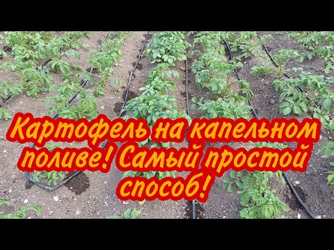 Видео: Картофель на капельном поливе! Самый простой способ!