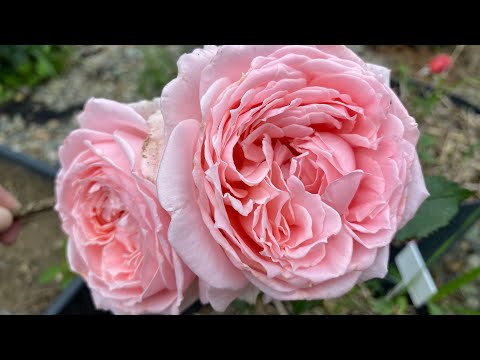 Видео: Троянди-новинки, що здивували. Сорти відкриття цього сезону. Барва, палітра, квіти - дуже вразили