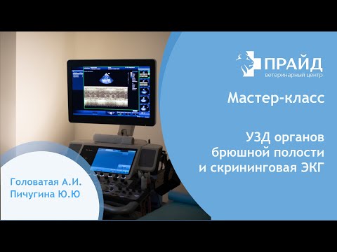 Видео: Мастер-класс "Ультразвуковая диагностика органов брюшной полости и скрининговая эхокардиография"