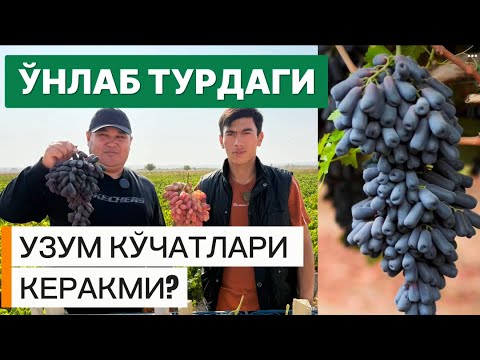 Видео: Аватар ва махаллий узум кўчатлари сотилади