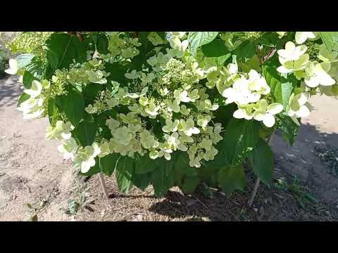 Видео: Гортензии. Саженцы, как они выглядят на 22 июля.