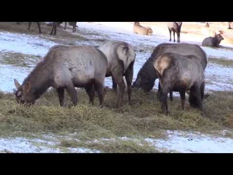 Видео: Охота на пятнистого оленя (Алтай)