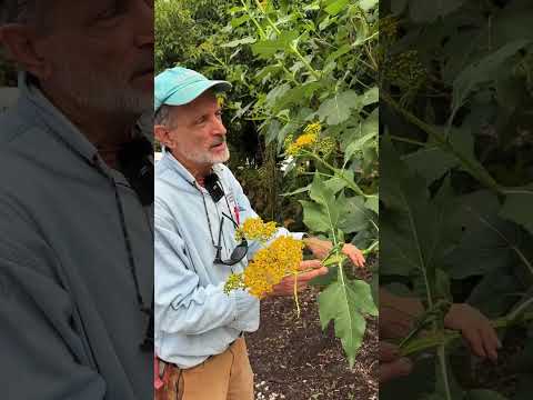 Видео: Вербесина Ольсена — гигантское растение, пахнущее как конфеты Tootsie Rolls.