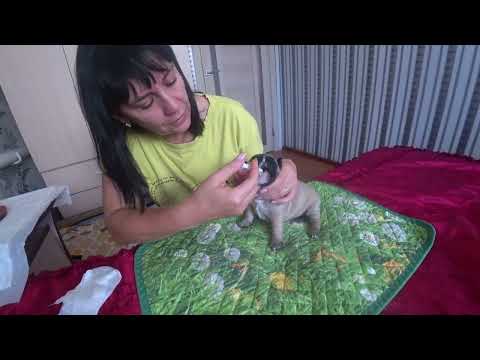 Видео: Дегельминтизация щенков. Эту процедуру проводить обязательно!!!