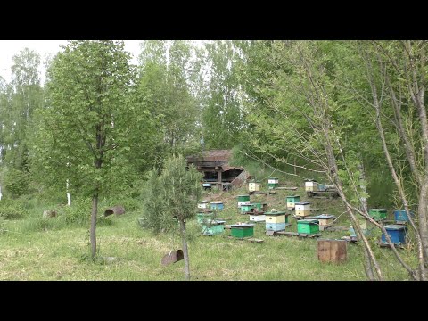 Видео: Пасека на связи, засуха