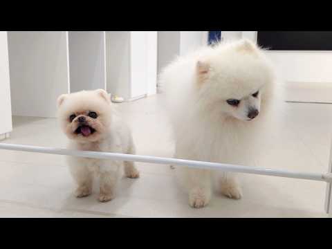 Видео: Быстрое и полезное лакомство для собак, приготовленное в микроволновой печи