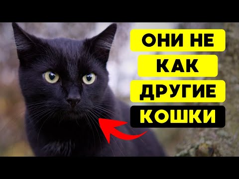 Видео: УНИКАЛЬНЫЕ ФАКТЫ о ЧЁРНЫХ КОШКАХ, которых вы и представить не могли!