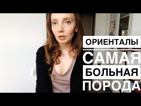 Видео: Ориентальная кошка. Это надо знать. Готовы ли вы к болезням этой породы?