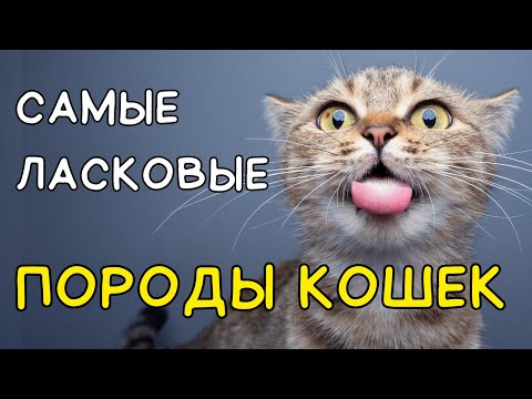 Видео: Самые ЛАСКОВЫЕ породы кошек