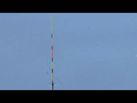 Видео: Две супер уловистые насадки весной! Также попробуй на фидер, на флэт, можно на пружины!