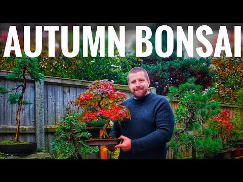 Видео: Работа по выращиванию бонсай на ОСЕНЬ 🍂