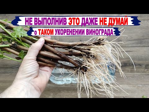 Видео: 🍇 Как ПРАВИЛЬНО подготовить ЧЕРЕНКИ ВИНОГРАДА для 100% УКОРЕНЕНИЯ. Все 12 приемов в одном ролике.