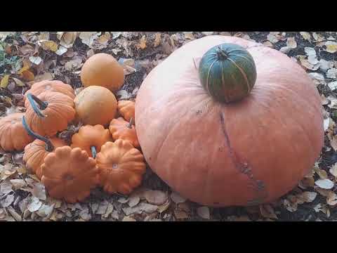Видео: ДАЧНЫЙ БЛЮЗ "ОСЕНЬ" ДЛЯ ДУШИ