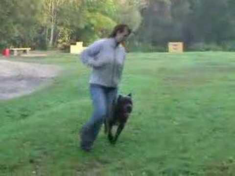 Видео: Выбор щенка Кане-Корсо