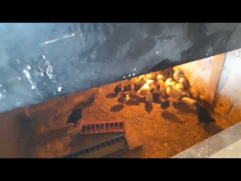 Видео: Короткий огляд нутрій.