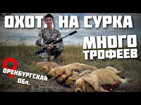 Видео: 🐹 ОХОТА НА СУРКА | Мой первый опыт и шикарные трофеи | ОРЕНБУРГСКАЯ ОБЛАСТЬ