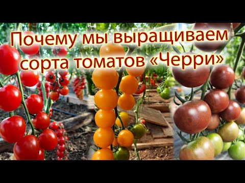 Видео: Почему мы выращиваем сорта томатов "Черри"