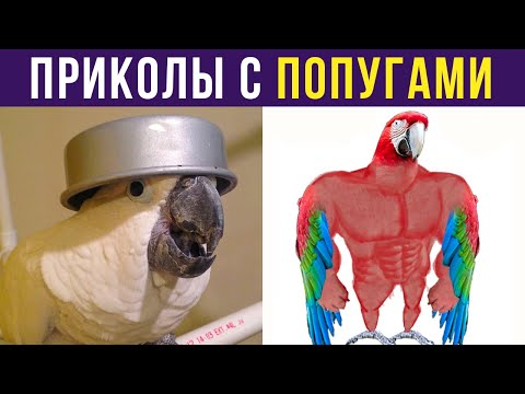Видео: ПРИКОЛЫ С ПОПУГАЯМИ | Мемозг #308