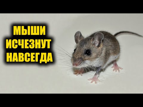 Видео: Как избавиться от мышей за секунды без химии навсегда
