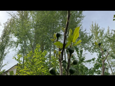 Видео: Шеър аз Иброҳими Мирмуҳаммад оҳанги Юсуф Ризоев.